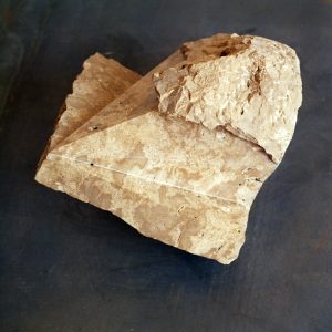 Cráneo de Hominidieo